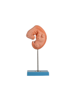 EMBRYO
